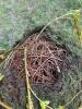 Willow Ball Sphere on Antique Wirework Basket - 3