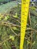 Willow Ball Sphere on Antique Wirework Basket - 10