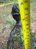 Wrought Iron Garden Finial Cage - 5