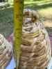 Pair of Handwoven Straw Skep-Style Basket Covers - 5