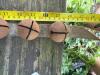 Antique Sleigh Bells on Leather Strap - 5