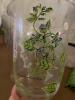 Trio of Clear vases and Painted Vase - 2