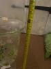 Trio of Clear vases and Painted Vase - 4