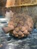 Pinecone Shaped Decorative Element - 2