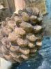 Pinecone Shaped Decorative Element - 3