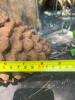 Pinecone Shaped Decorative Element - 4