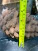 Pinecone Shaped Decorative Element - 5