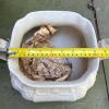 Haynes Balt. Tuscan Covered Soup Tureen - 7