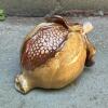 Glazed Ceramic Decorative Acorn
