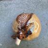 Glazed Ceramic Decorative Acorn - 3