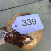 Glazed Ceramic Decorative Acorn - 6