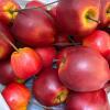 Small Bag of Red Artificial Apples with Stems