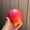 Small Bag of Red Artificial Apples with Stems - 2