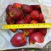 Small Bag of Red Artificial Apples with Stems - 4