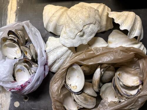 Assorted Clam and Large Sea Shells