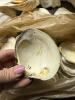 Assorted Clam and Large Sea Shells - 4