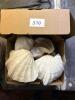 Assorted Clam and Large Sea Shells - 5