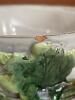 Pair of Majolica-Style Leaf Motif Ceramic Planters - 5