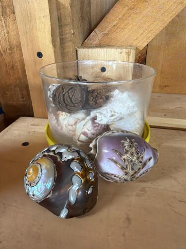 Decorative Seashells and Shell Collection