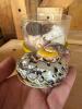 Decorative Seashells and Shell Collection - 2