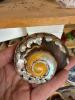 Decorative Seashells and Shell Collection - 3