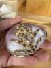 Decorative Seashells and Shell Collection - 4