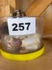 Decorative Seashells and Shell Collection - 5