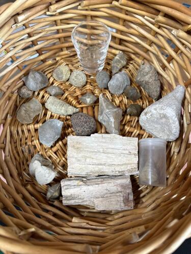 Fossil Specimens Including Petrified Wood and Brachiopods