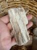 Fossil Specimens Including Petrified Wood and Brachiopods - 4