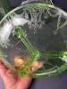 Green Depression Uranium Glass Cameo Cookie Jar No Cover And Divided Dish - 7
