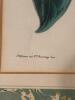 Set of Four Framed Botanical Prints - 16