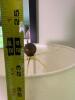 Iron Table Lamp With Drum Shade - 6