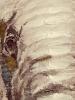 16"x16" Elephant Portrait Canvas Wall Art - 2