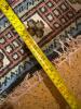 Hand Woven Persian Wool Runner Rug Geometric Motif - 8