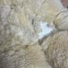 Plush Animals: Teddy Bears, Bunny, and Buffalo - 7