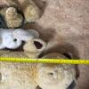 Plush Animals: Teddy Bears, Bunny, and Buffalo - 10