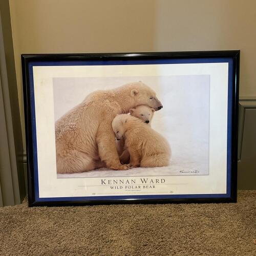 28.75" x 21" Kennan Ward Wild Polar Bear Framed Photograph