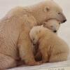 28.75" x 21" Kennan Ward Wild Polar Bear Framed Photograph - 5