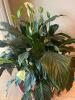 Large Peace Lily in Terra Cotta Pot with Saucer - 2