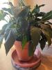 Large Peace Lily in Terra Cotta Pot with Saucer - 3