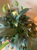 Large Peace Lily in Terra Cotta Pot with Saucer - 4