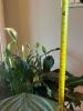 Large Peace Lily in Terra Cotta Pot with Saucer - 6