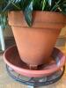Large Peace Lily in Terra Cotta Pot with Saucer - 7