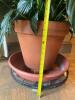 Large Peace Lily in Terra Cotta Pot with Saucer - 8