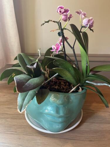 Purple Orchid Plant in Turquoise Face Planter