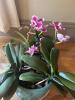 Purple Orchid Plant in Turquoise Face Planter - 2