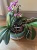 Purple Orchid Plant in Turquoise Face Planter - 3