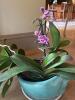 Purple Orchid Plant in Turquoise Face Planter - 4
