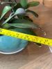 Purple Orchid Plant in Turquoise Face Planter - 5