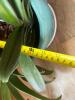 Purple Orchid Plant in Turquoise Face Planter - 6